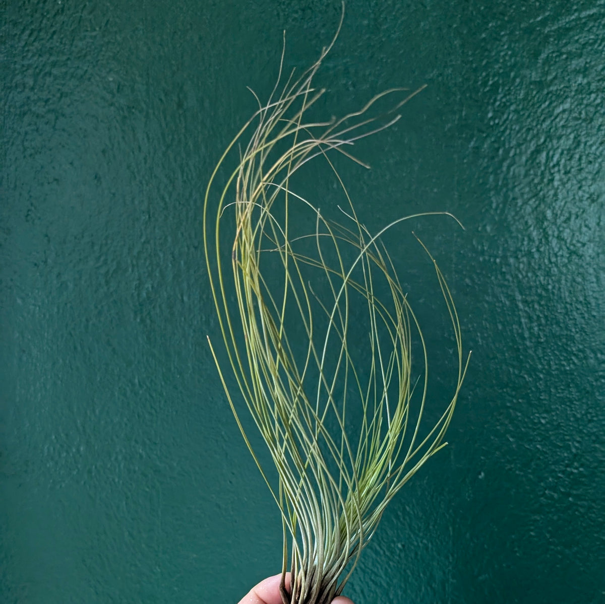 Tillandsia Juncifolia (Air Plant)