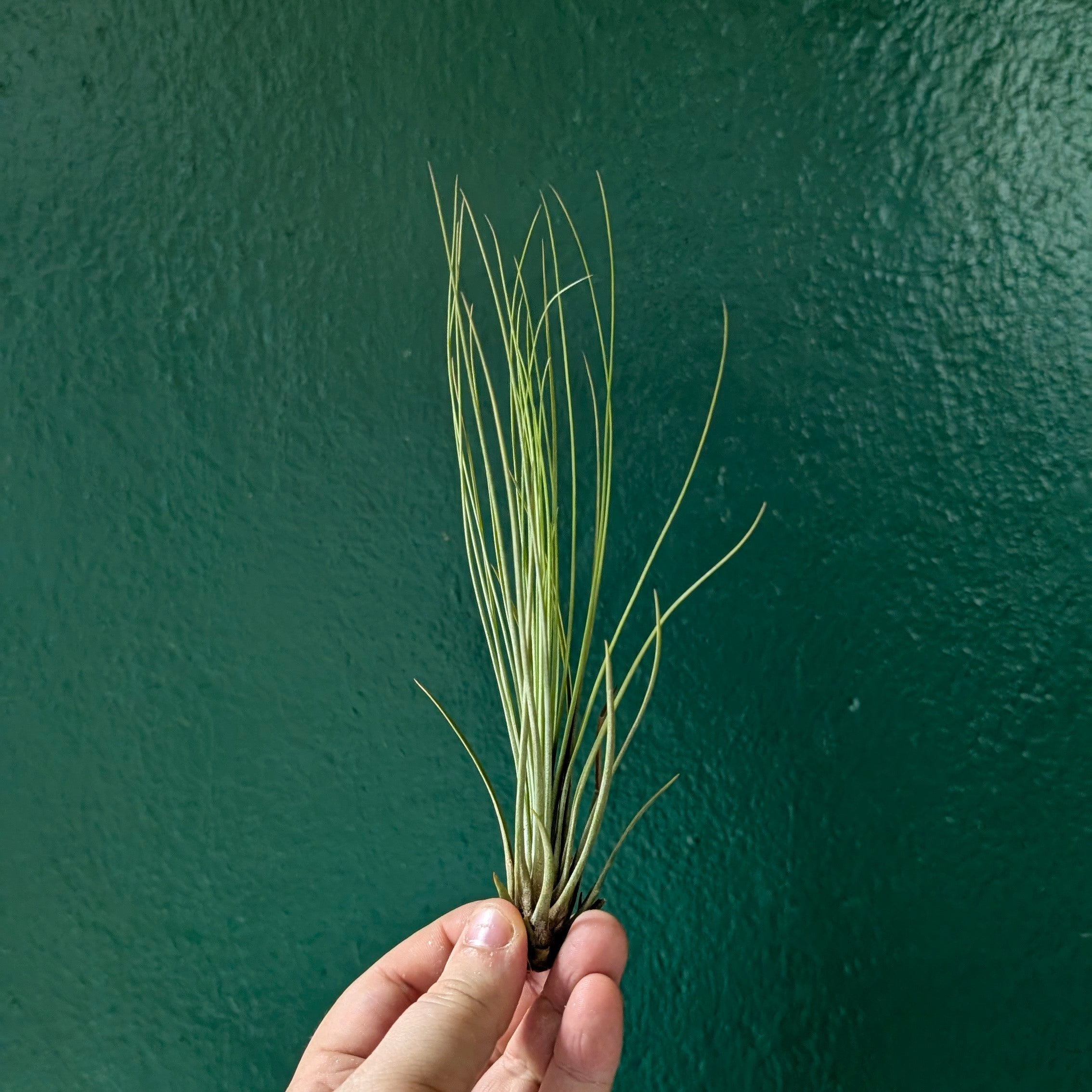 Tillandsia Juncifolia (Air Plant)