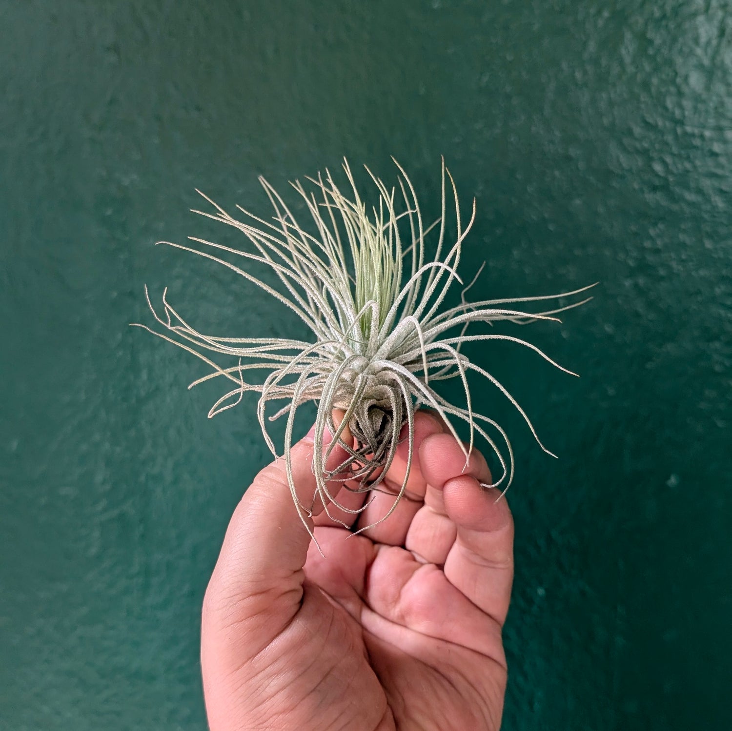 Tillandsia magnusiana (Air Plant)