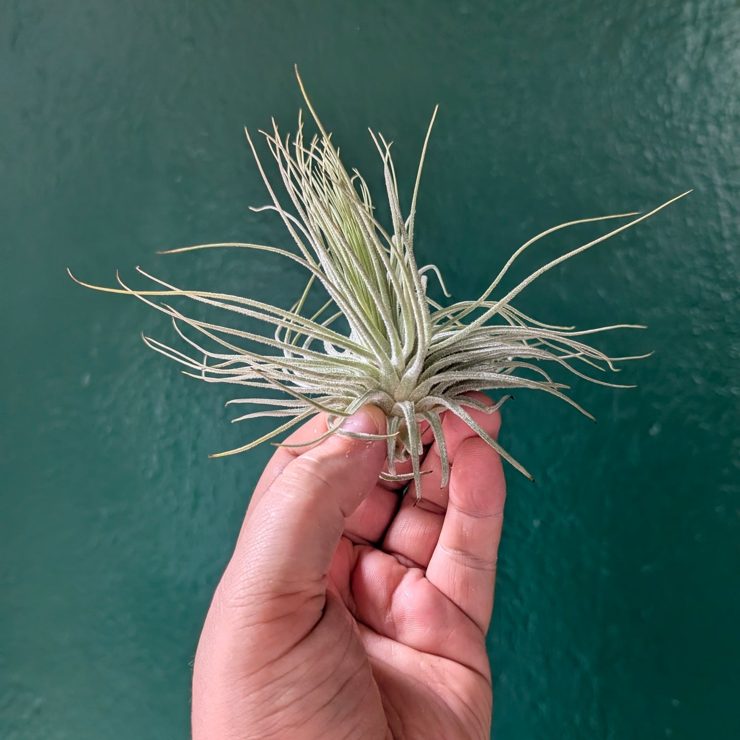 Tillandsia magnusiana (Air Plant)