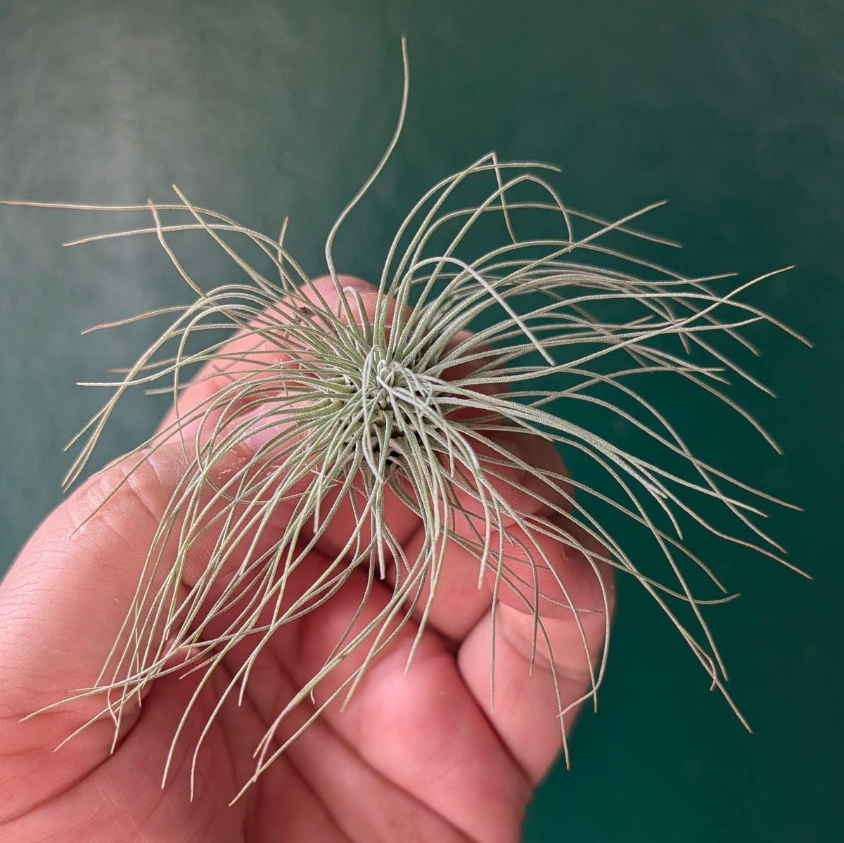 Tillandsia argentea (Air Plant)