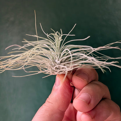 Tillandsia argentea (Air Plant)