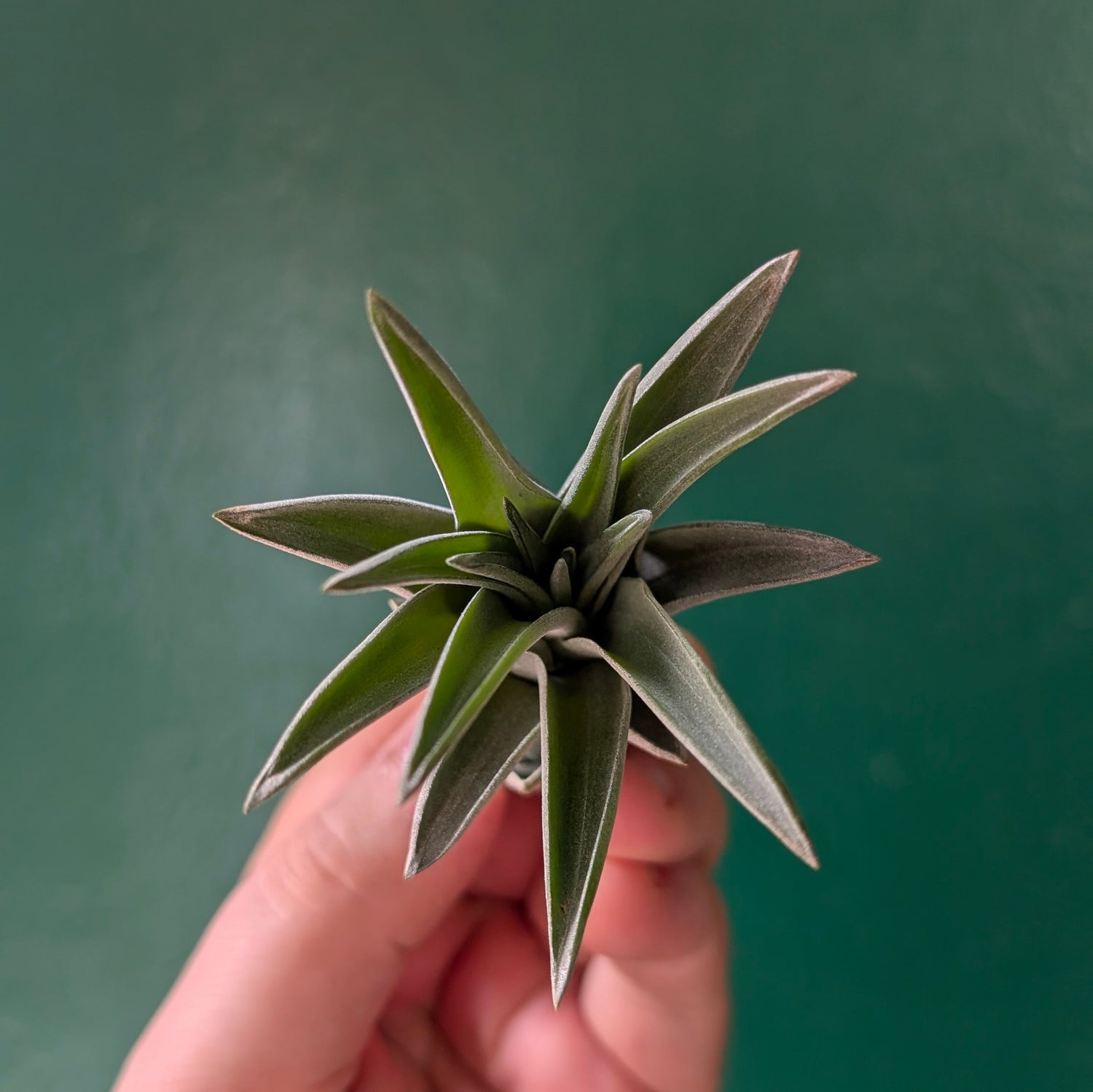 Tillandsia brachycaulos abdita Air Plant)