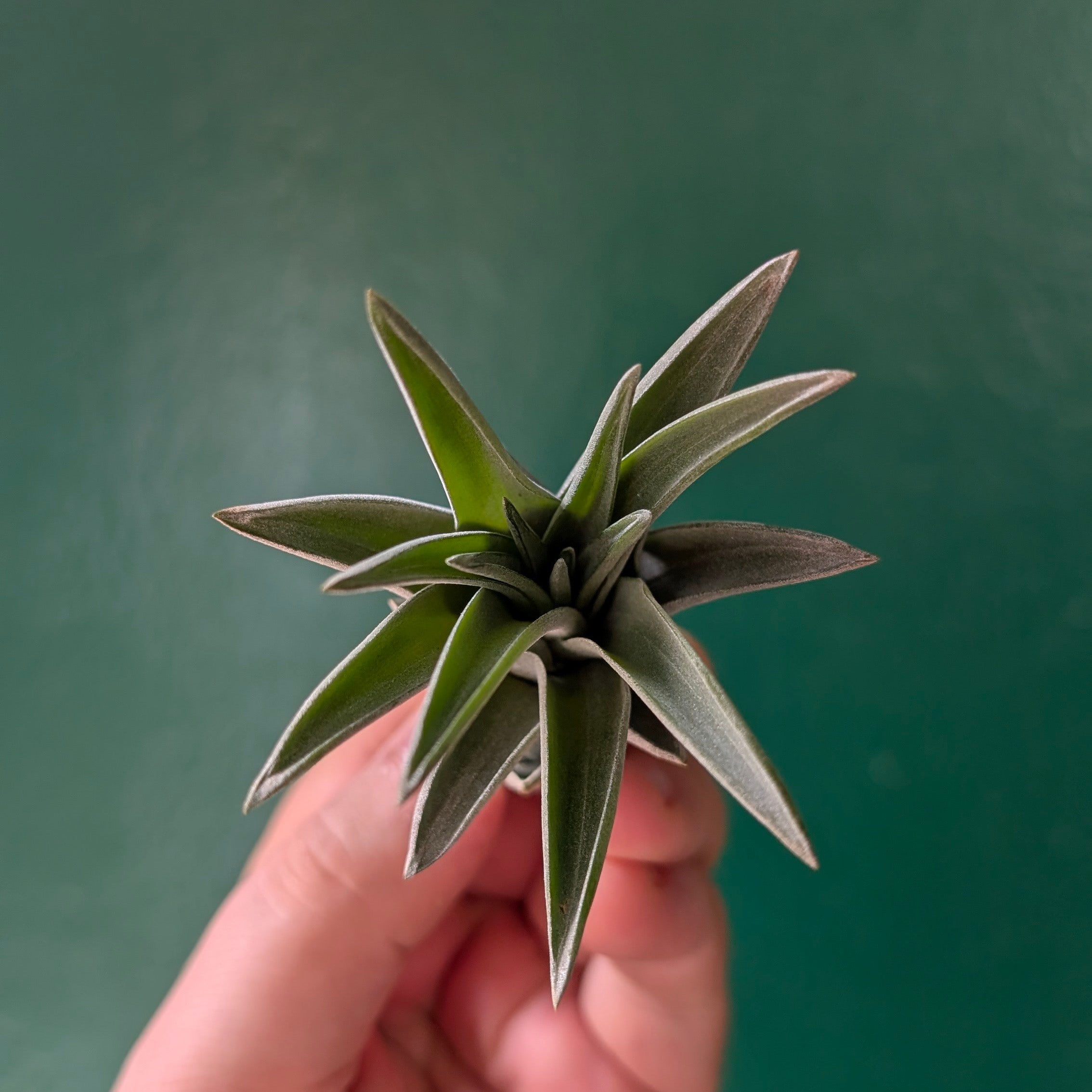 Tillandsia brachycaulos abdita Air Plant)