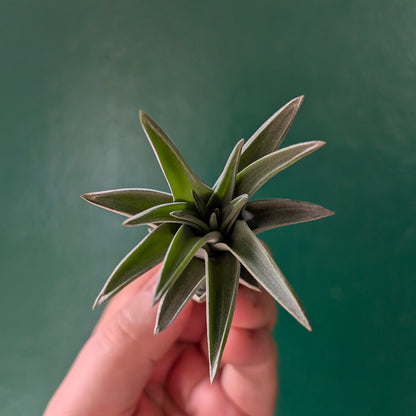 Tillandsia brachycaulos abdita Air Plant)
