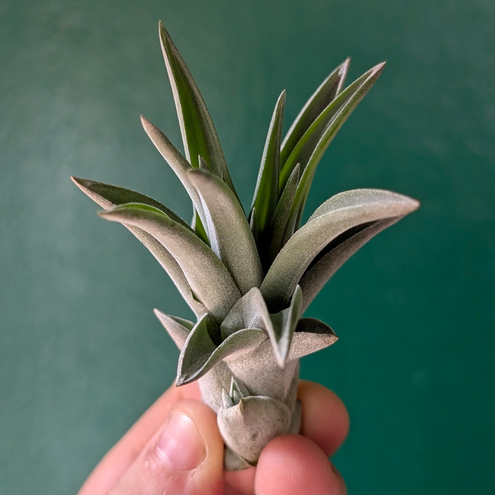 Tillandsia brachycaulos abdita Air Plant)