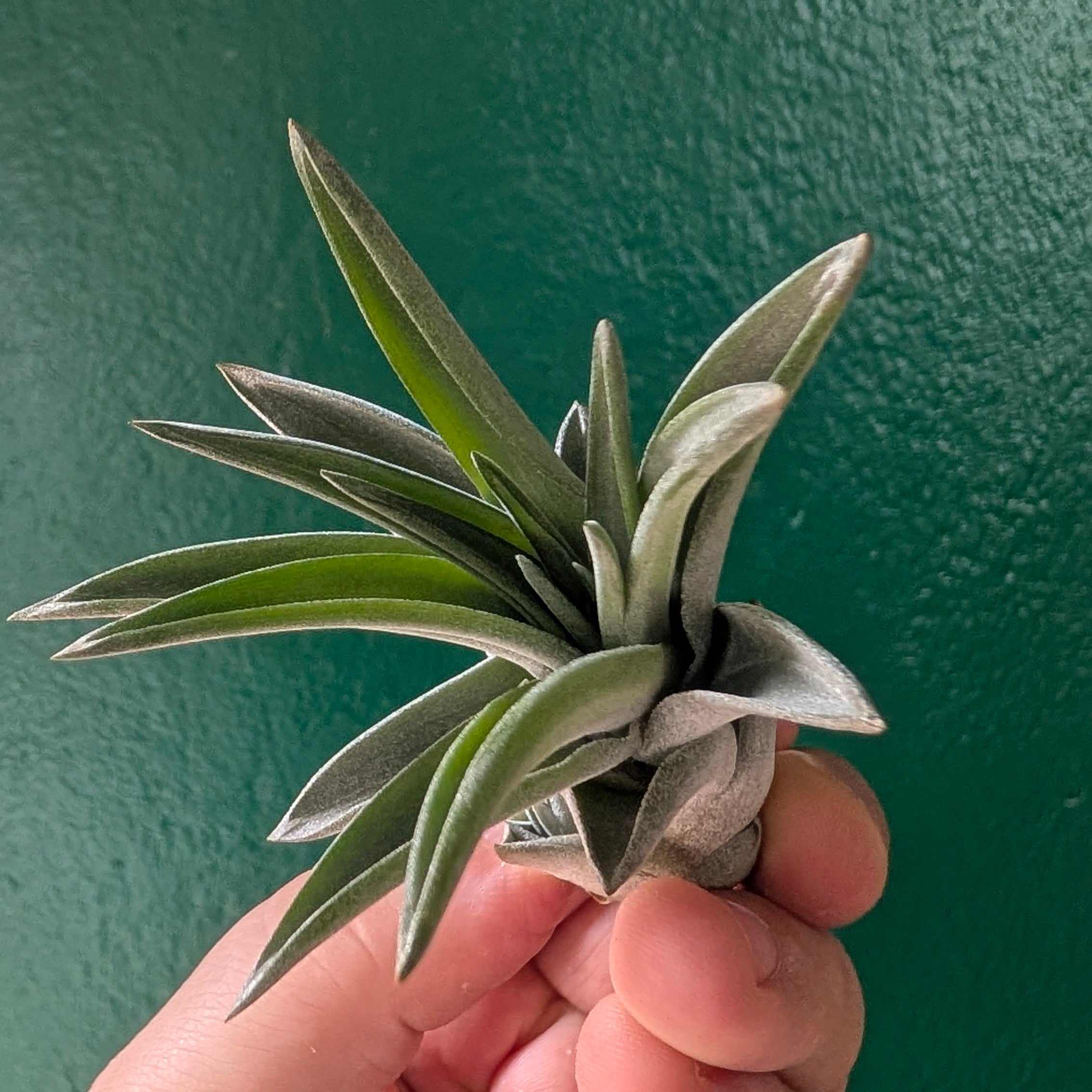 Tillandsia brachycaulos abdita Air Plant)