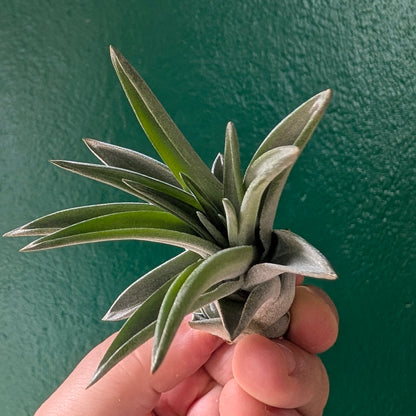 Tillandsia brachycaulos abdita Air Plant)