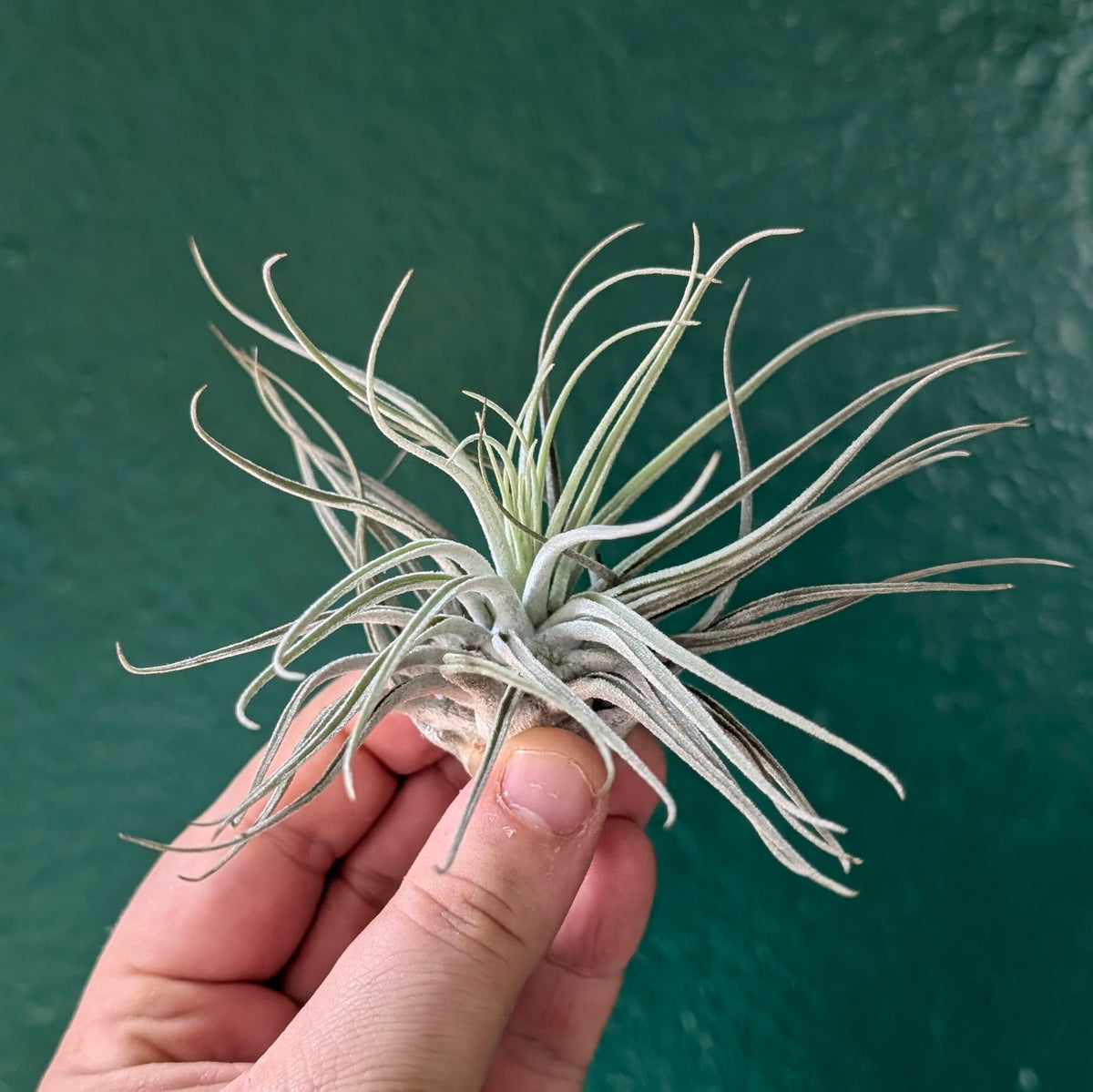 Tillandsia oaxacana (Air Plant)