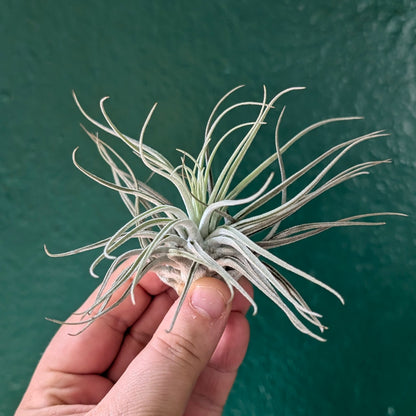 Tillandsia oaxacana (Air Plant)