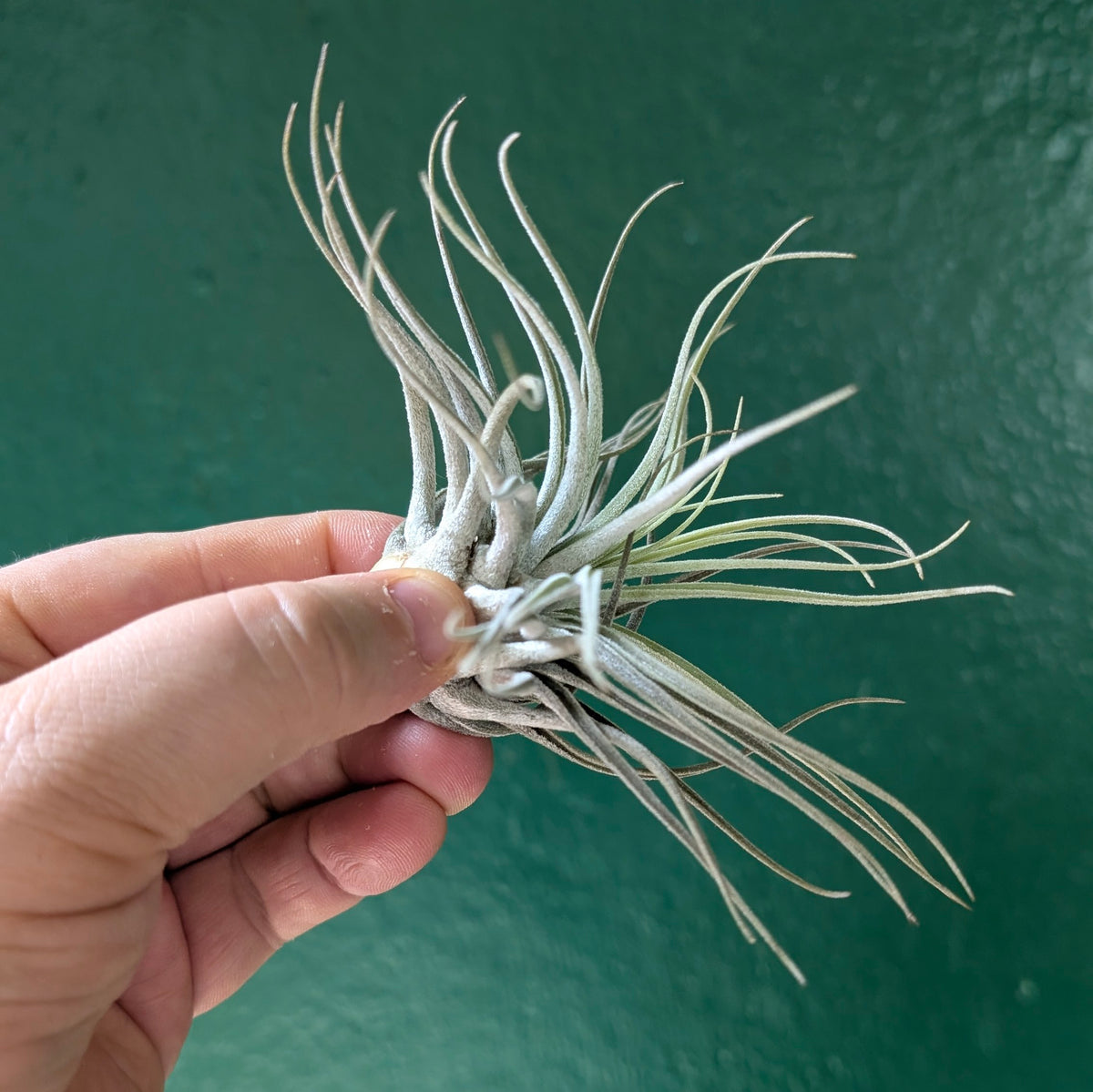 Tillandsia oaxacana (Air Plant)