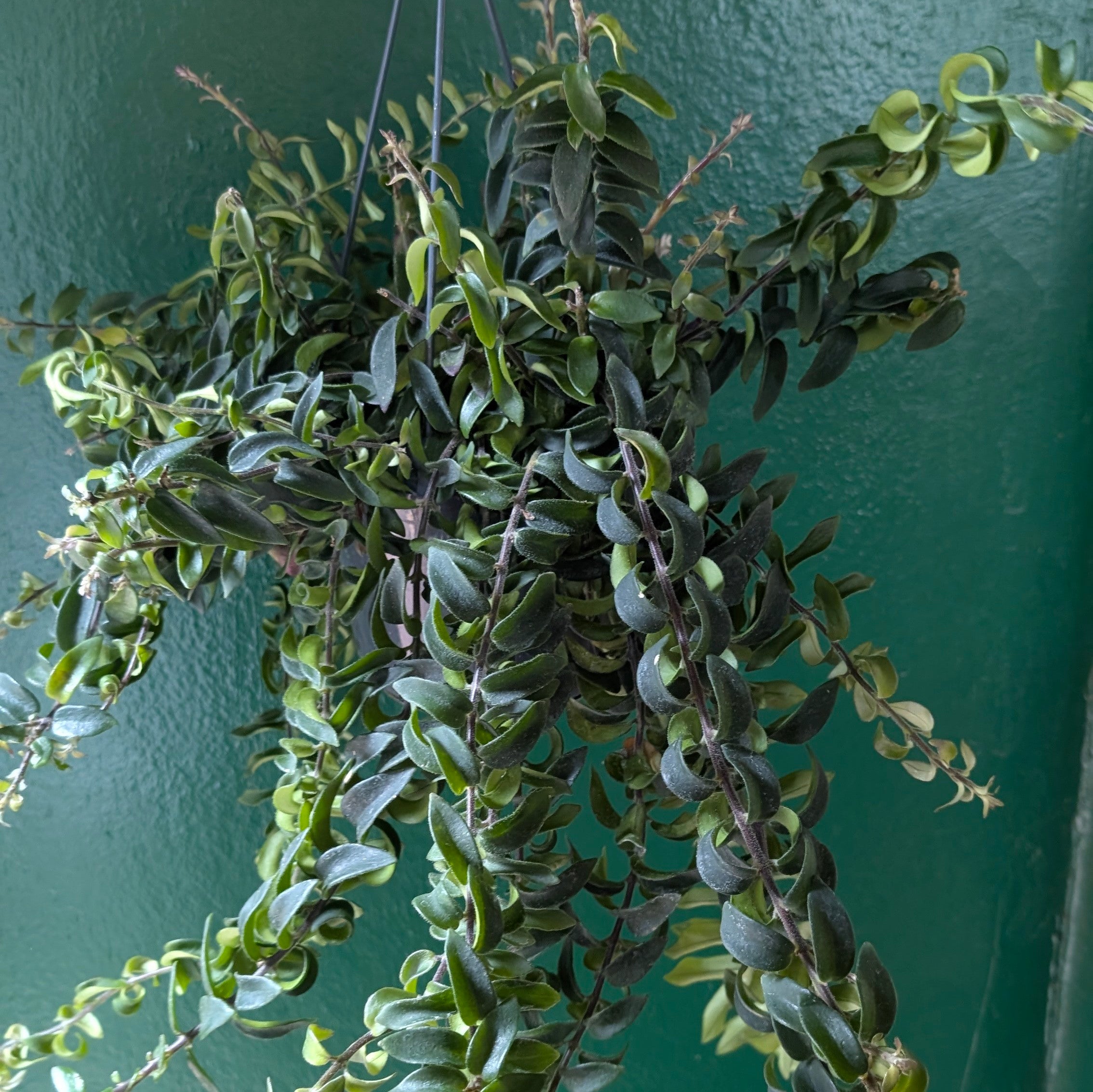 Aeschynanthus radicans &