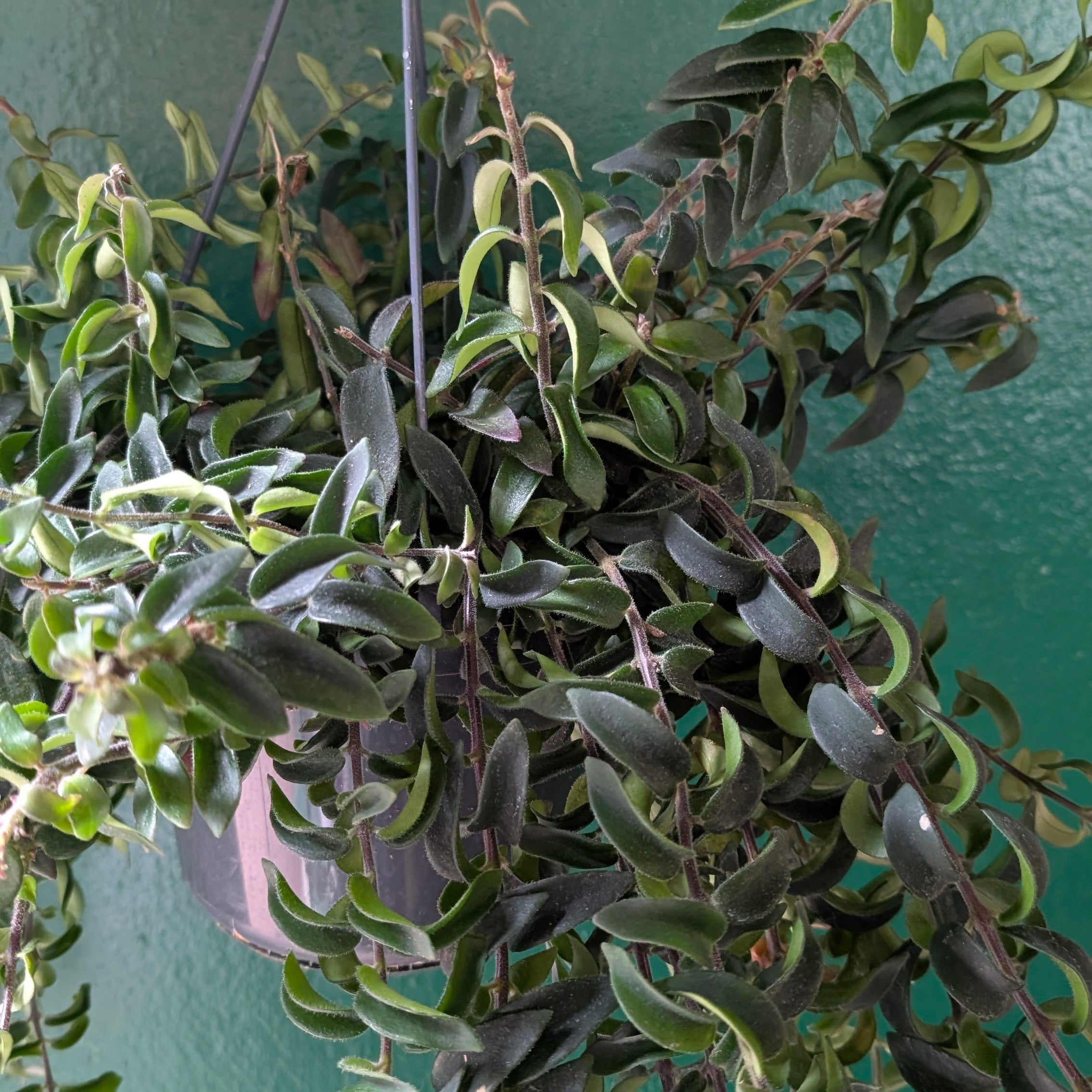 Aeschynanthus radicans &