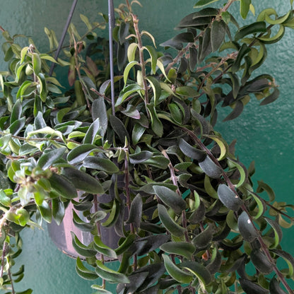 Aeschynanthus radicans &