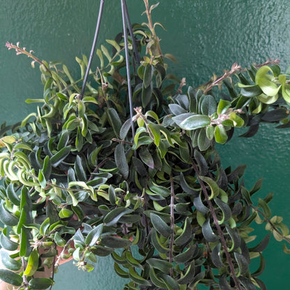 Aeschynanthus radicans &