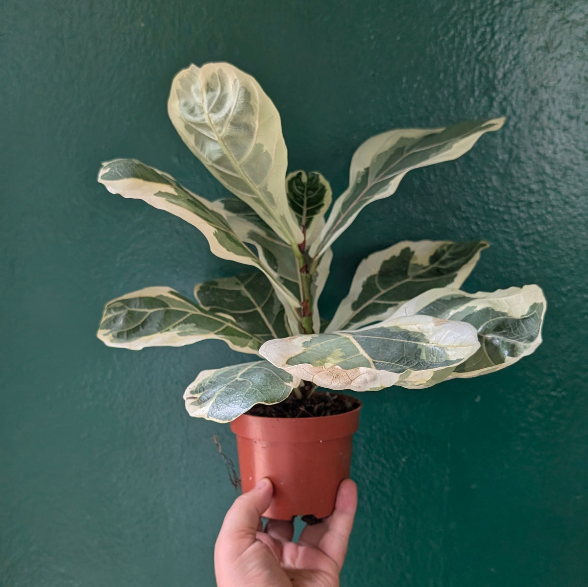 Variegated Ficus lyrata (Variegated Fiddle leaf fig)