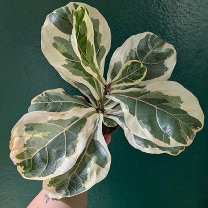 Variegated Ficus lyrata (Variegated Fiddle leaf fig)