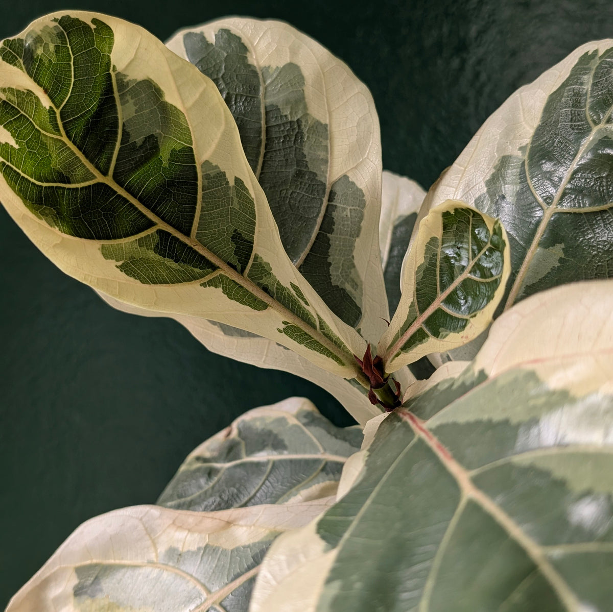 Variegated Ficus lyrata (Variegated Fiddle leaf fig)