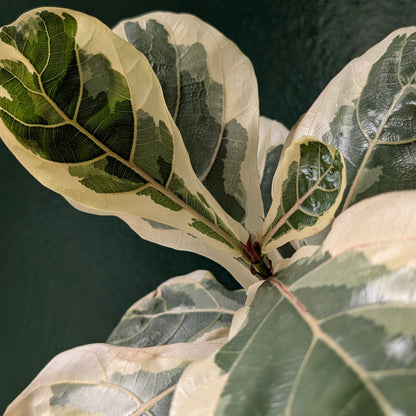 Variegated Ficus lyrata (Variegated Fiddle leaf fig)