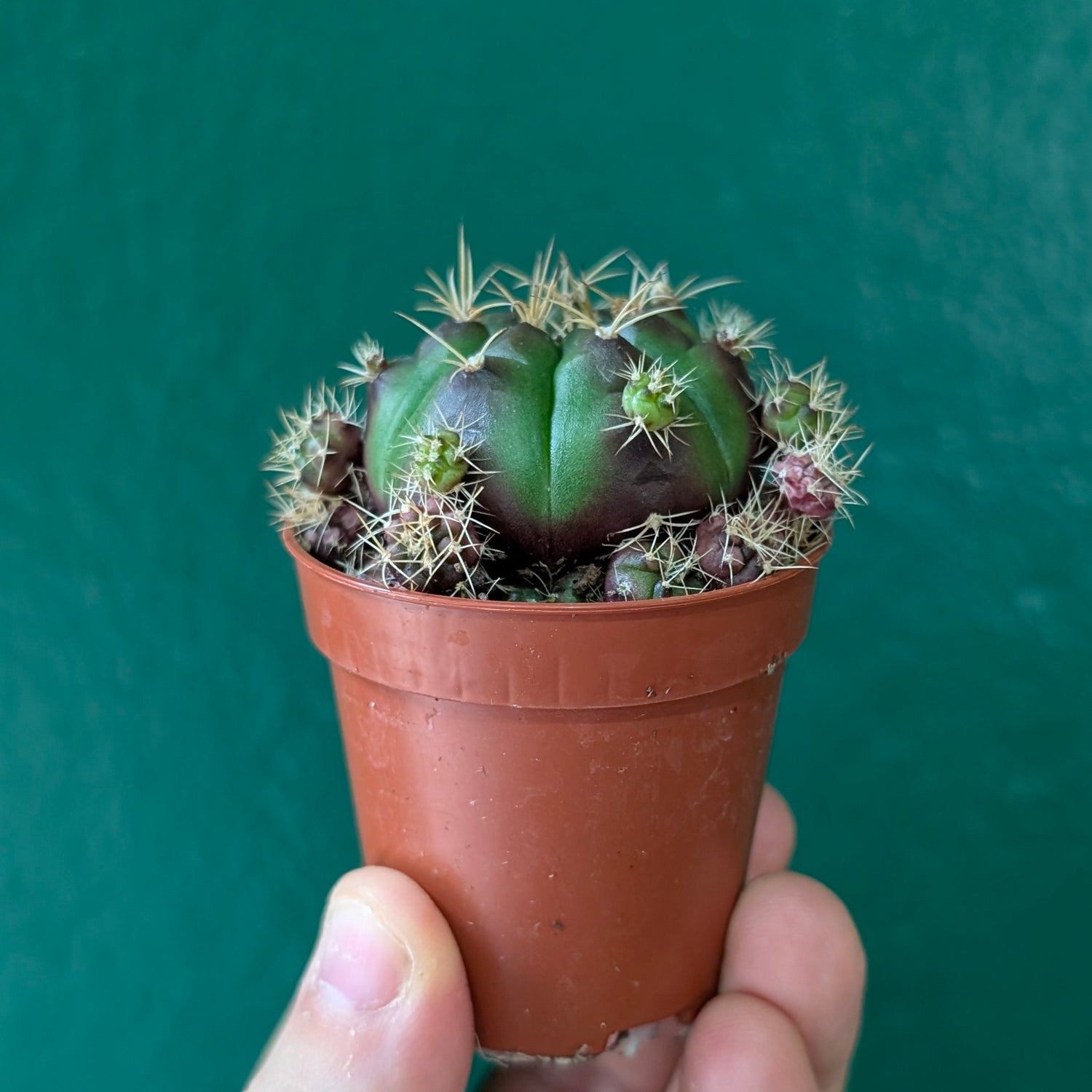 Gymnocalycium damsi var. multiproliferum (Chin Cactus)