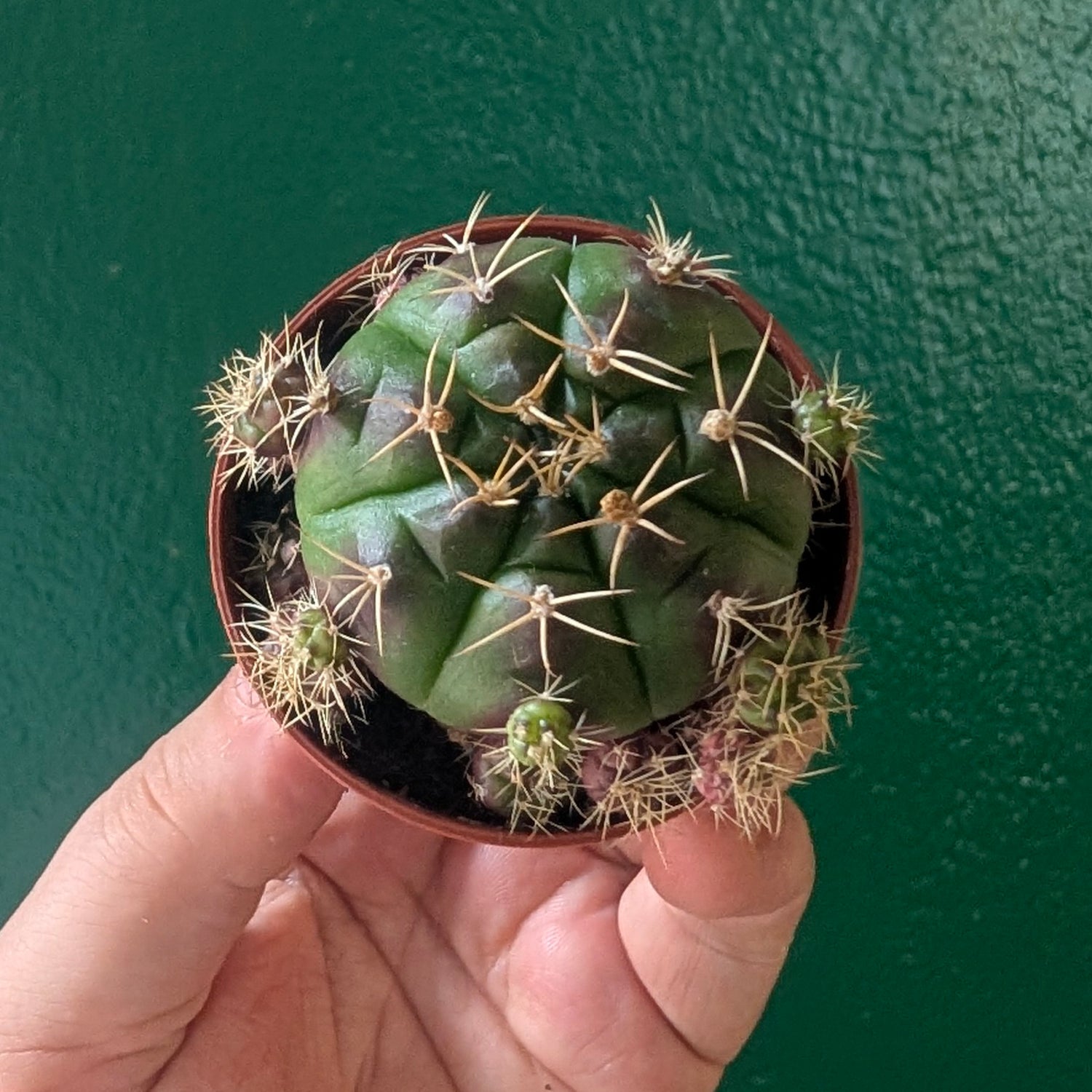Gymnocalycium damsi var. multiproliferum (Chin Cactus)