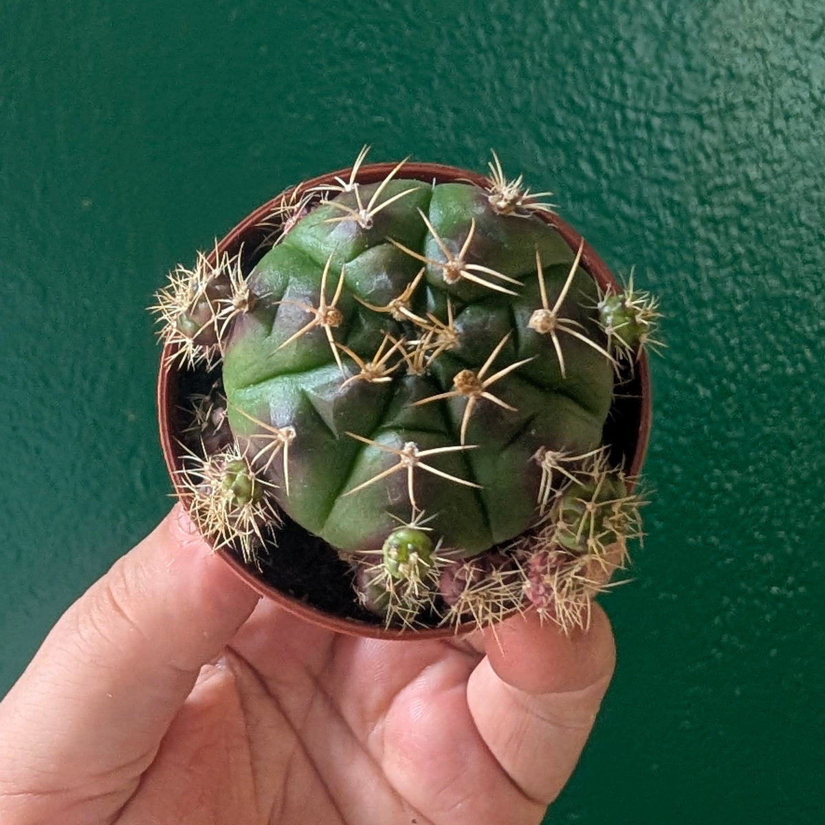 Gymnocalycium damsi var. multiproliferum (Chin Cactus)