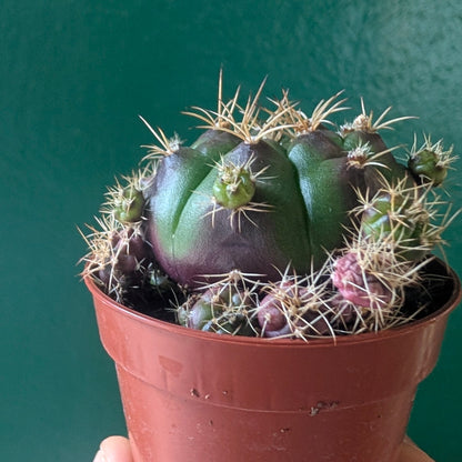 Gymnocalycium damsi var. multiproliferum (Chin Cactus)