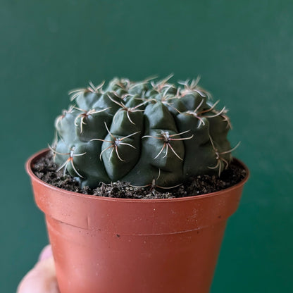Gymnocalycium baldianum (Dwarf Chin Cactus)