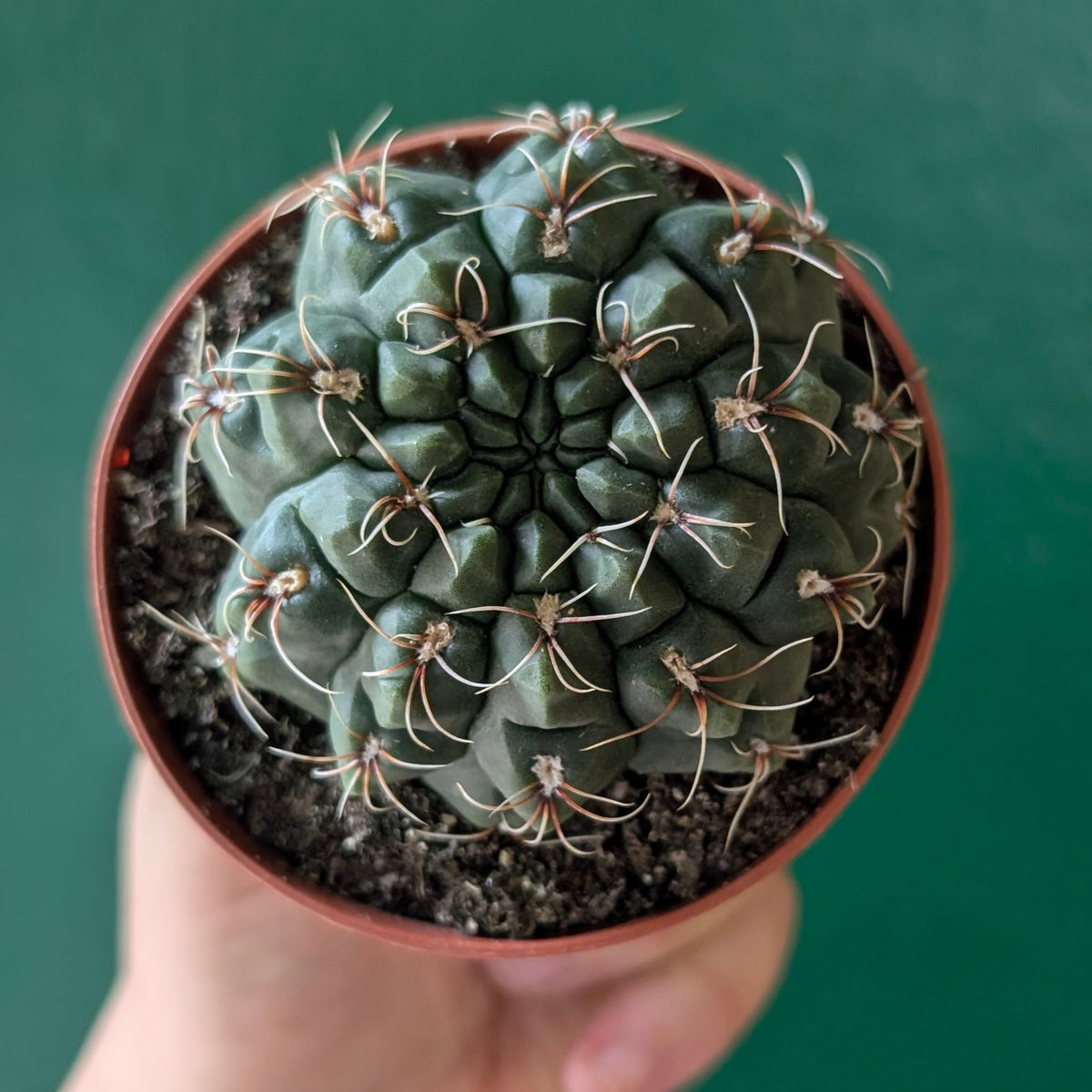 Gymnocalycium baldianum (Dwarf Chin Cactus)