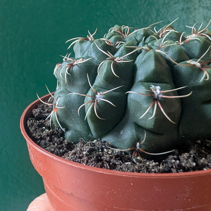 Gymnocalycium baldianum (Dwarf Chin Cactus)