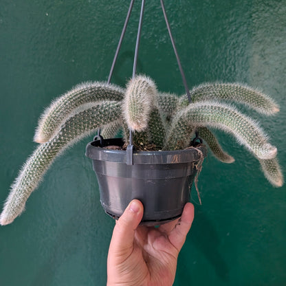 Cleistocactus colademononis (Monkey Tail Cactus)