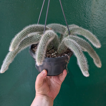 Cleistocactus colademononis (Monkey Tail Cactus)