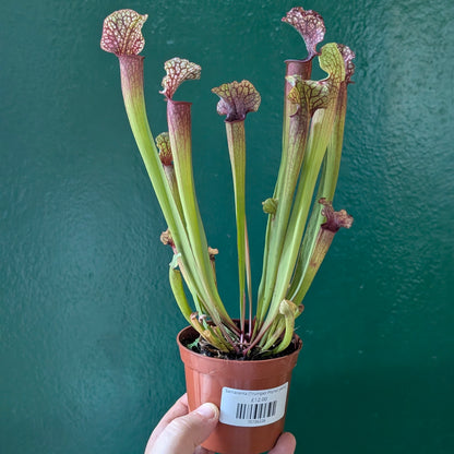 Sarracenia (Trumpet Pitcher plant)