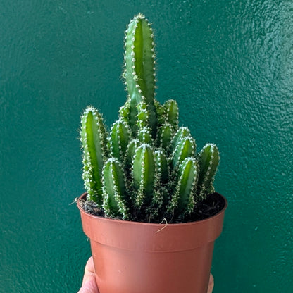 Cereus Peruvianus &