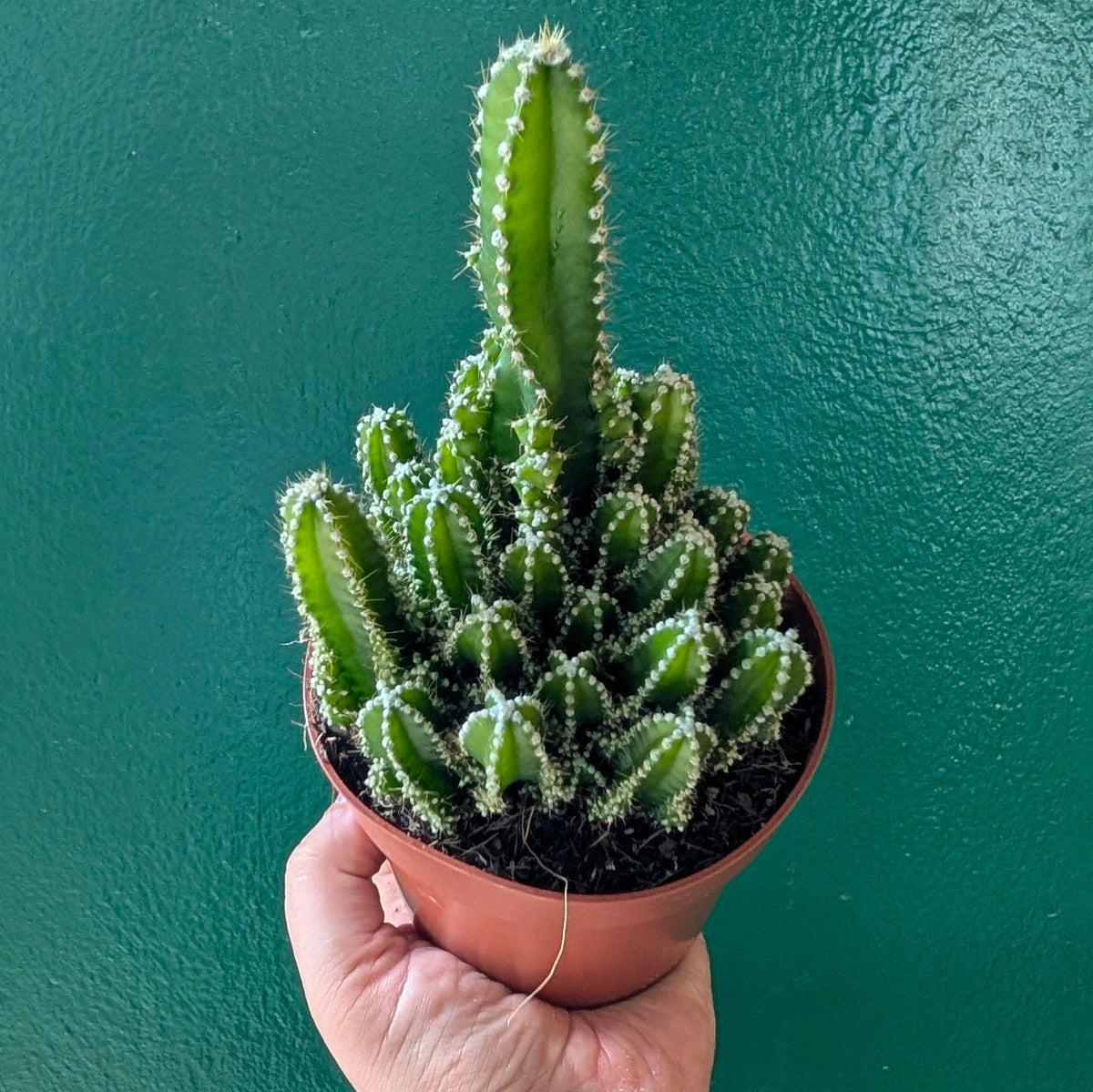 Cereus Peruvianus &