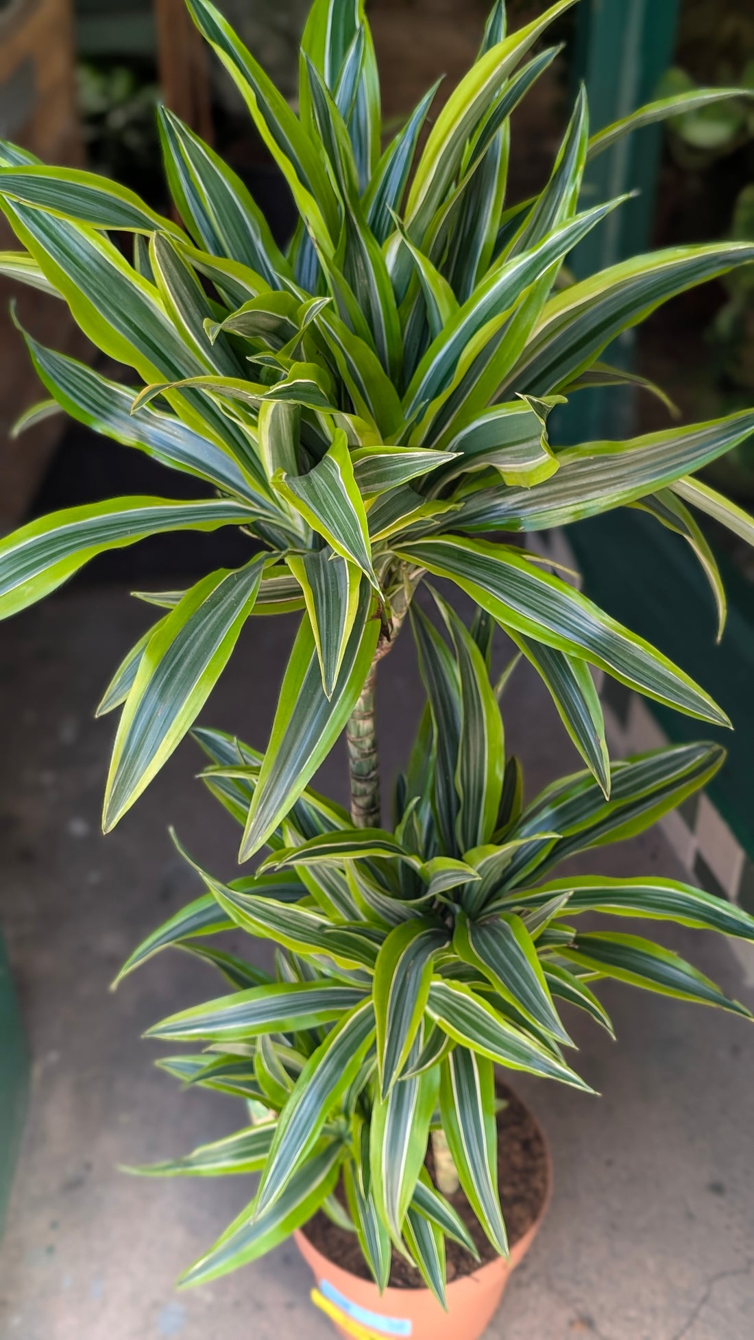 Dracaena fragrans (Corn Plant)
