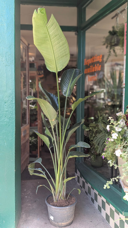 Strelitzia alba (White Bird of Paradise)