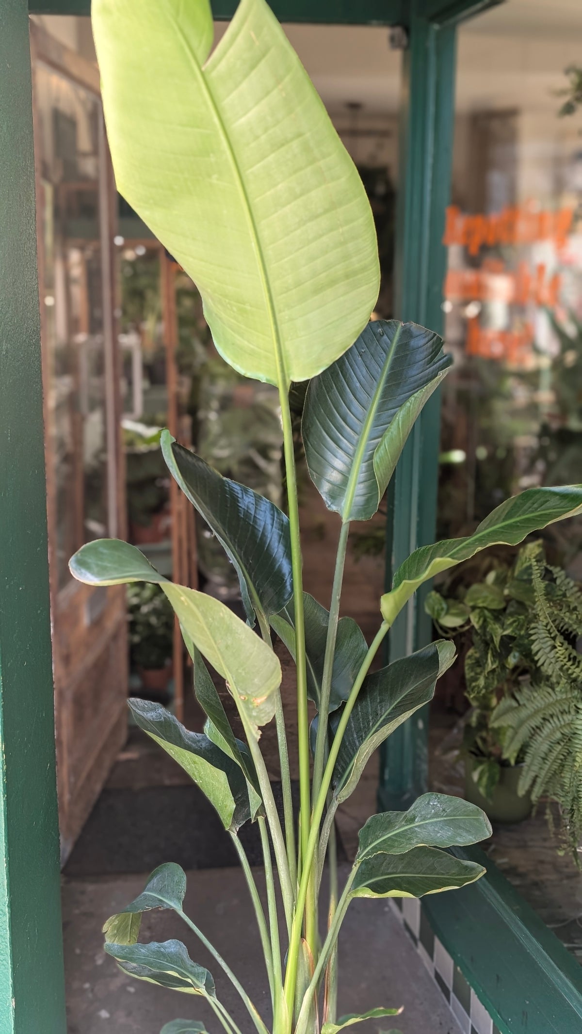 Strelitzia alba (White Bird of Paradise)