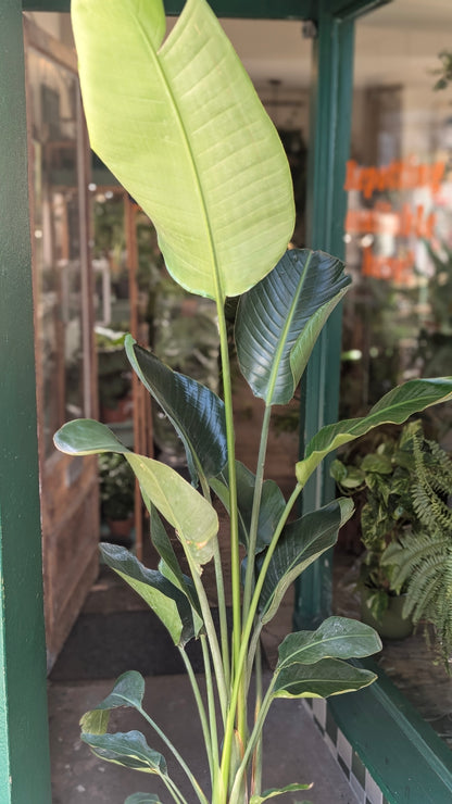 Strelitzia alba (White Bird of Paradise)