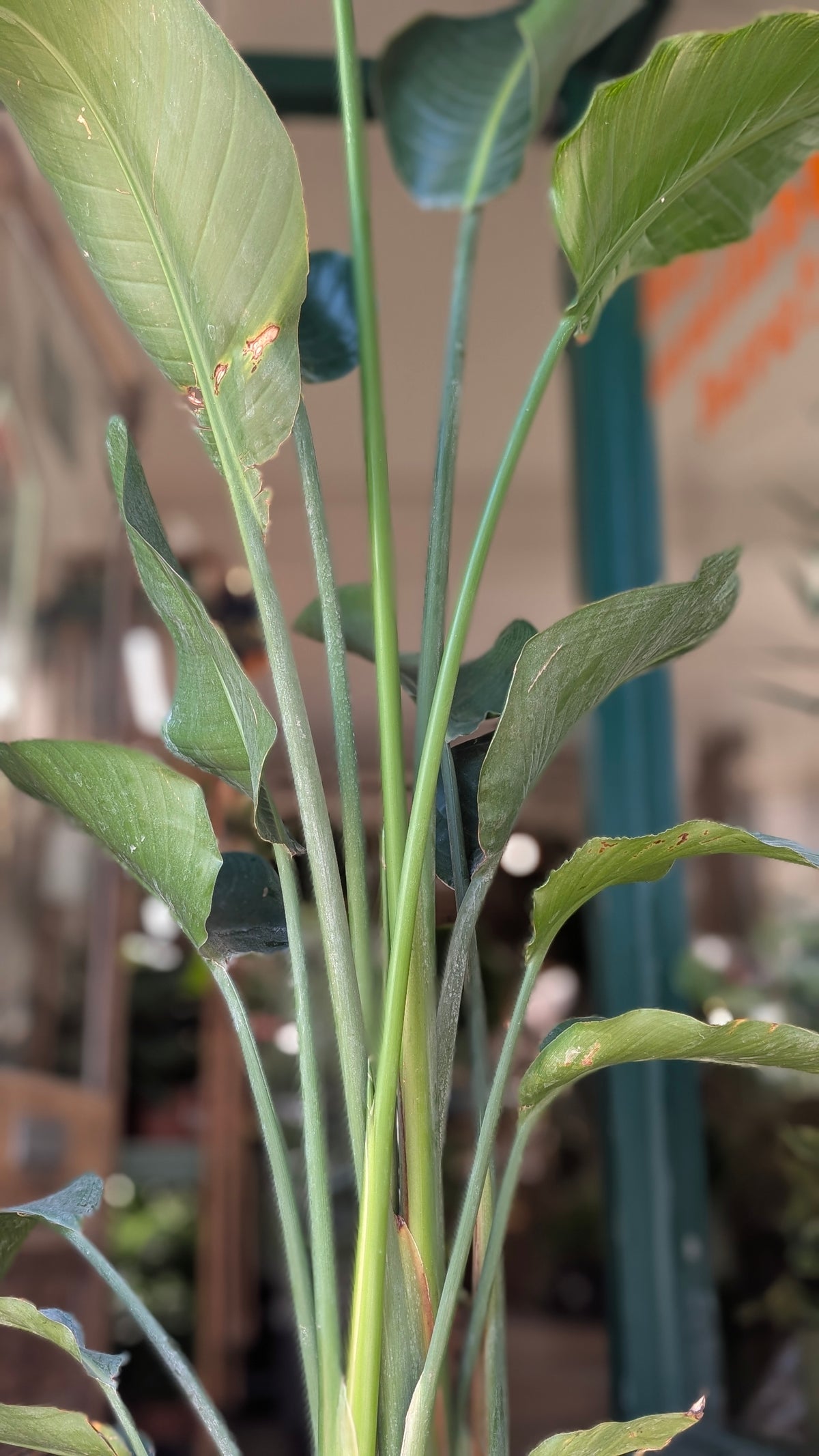 Strelitzia alba (White Bird of Paradise)