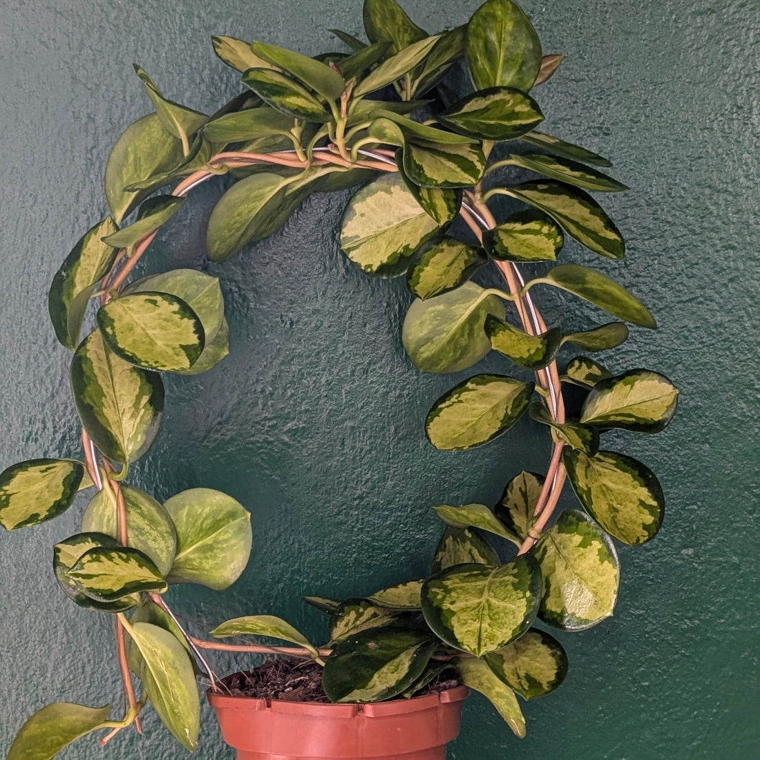 Hoya australis &