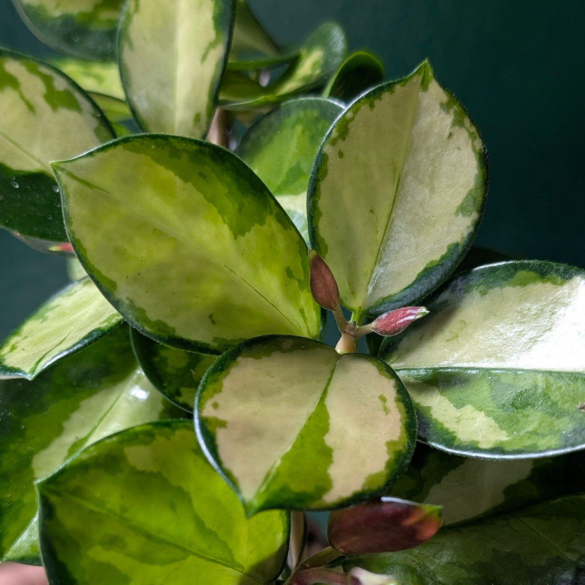 Hoya australis &