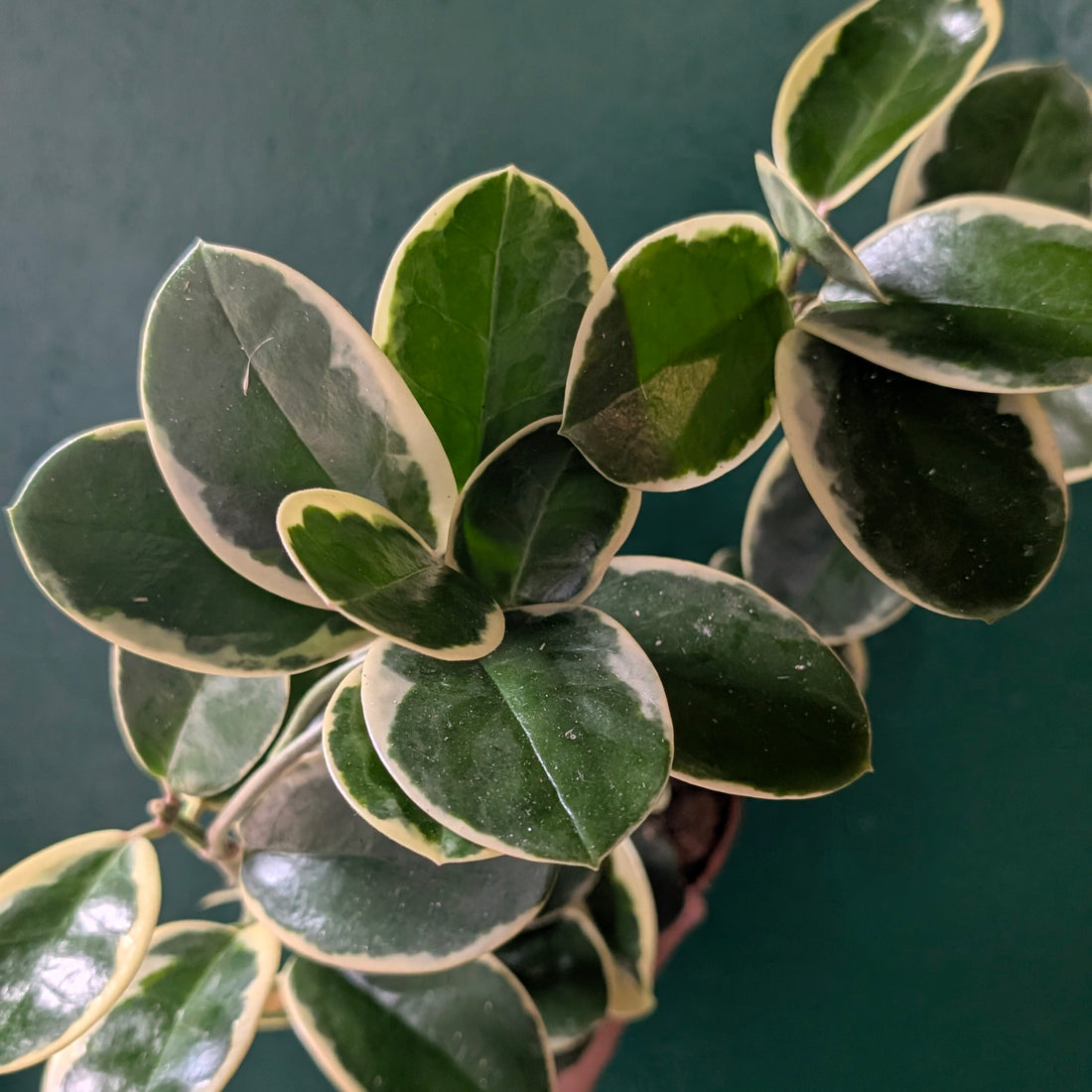 Hoya australis &