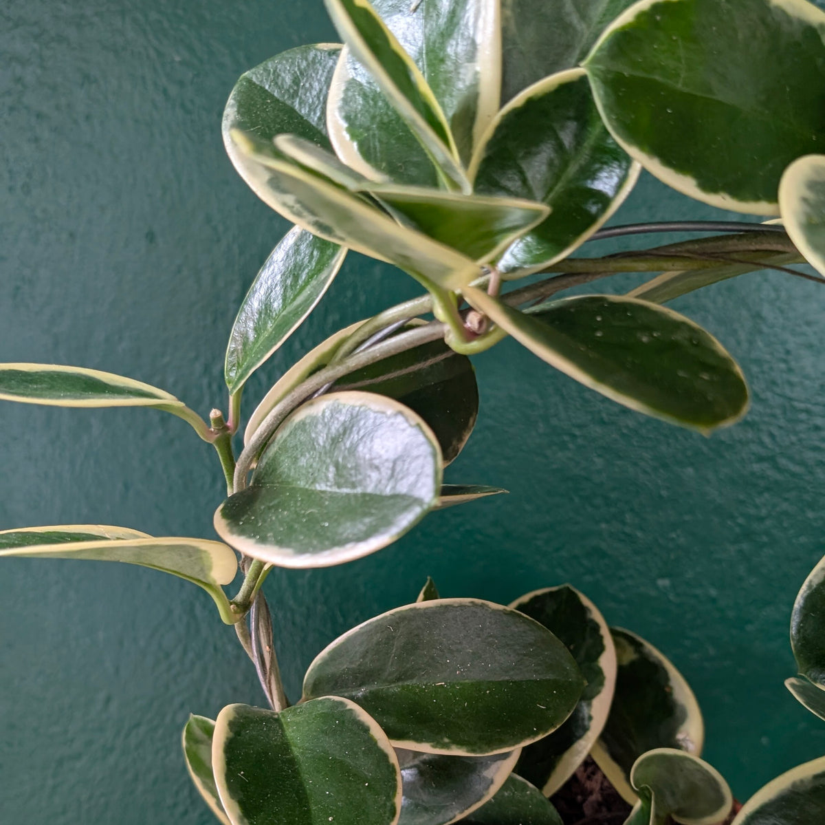 Hoya australis &