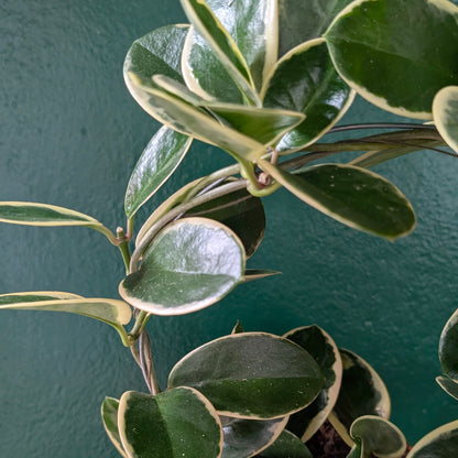 Hoya australis &