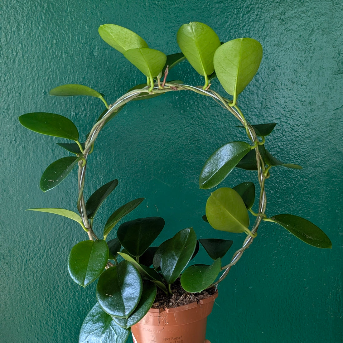 Hoya australis (Wax Flower)