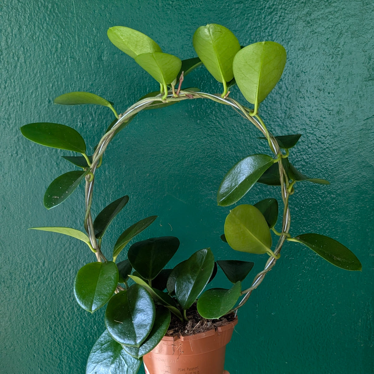 Hoya australis (Wax Flower)
