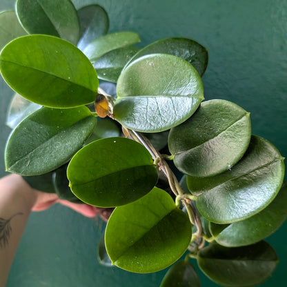 Hoya australis (Wax Flower)