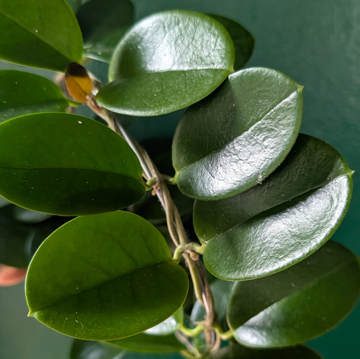Hoya australis (Wax Flower)