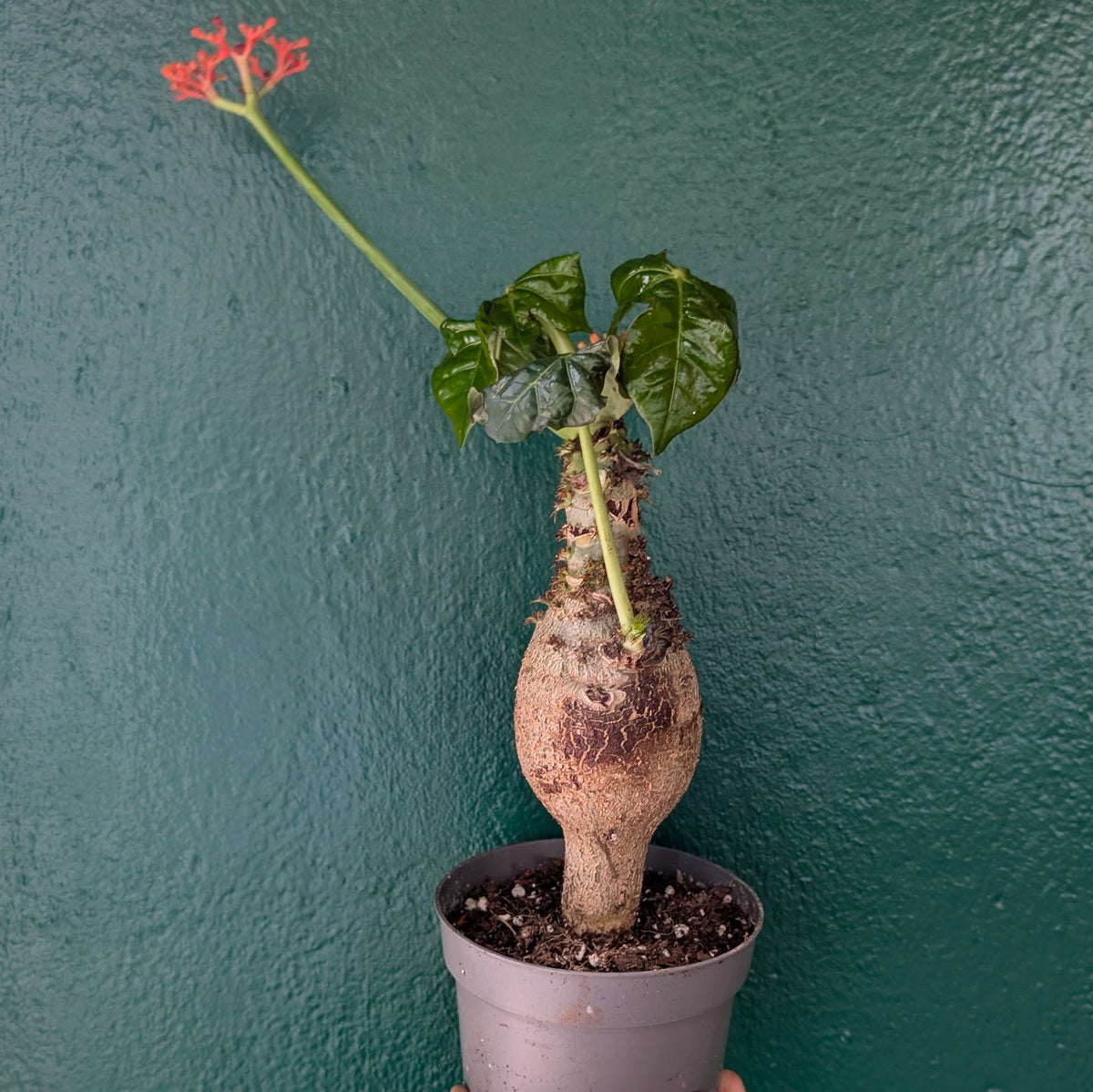 Jatropha Podagrica &